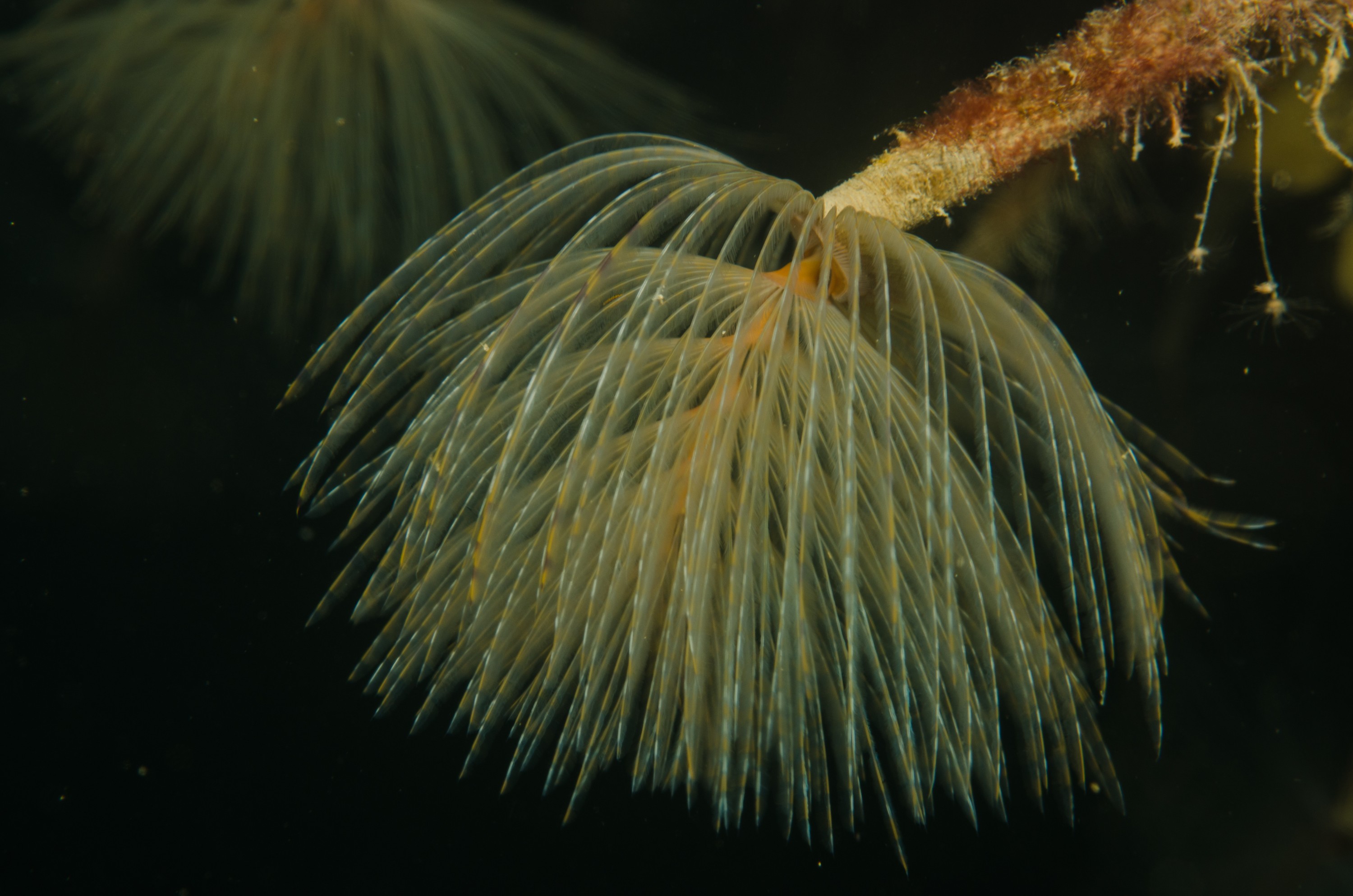 DSC_3251 – Mediterranean, fanworm, Sabella, spallanzanii, marine, pest, Auckland, underwater, crispin, nz, new, zealand, new zealand, fan, worm, marine, pest, invasive, Biosecurity